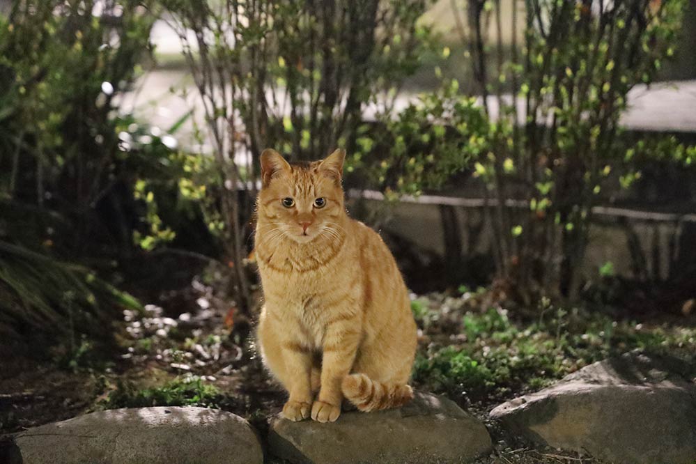 深夜の猫をISO40000で撮影。ISO40000が必要な暗所でもピントがすっと合うのはたまりません。