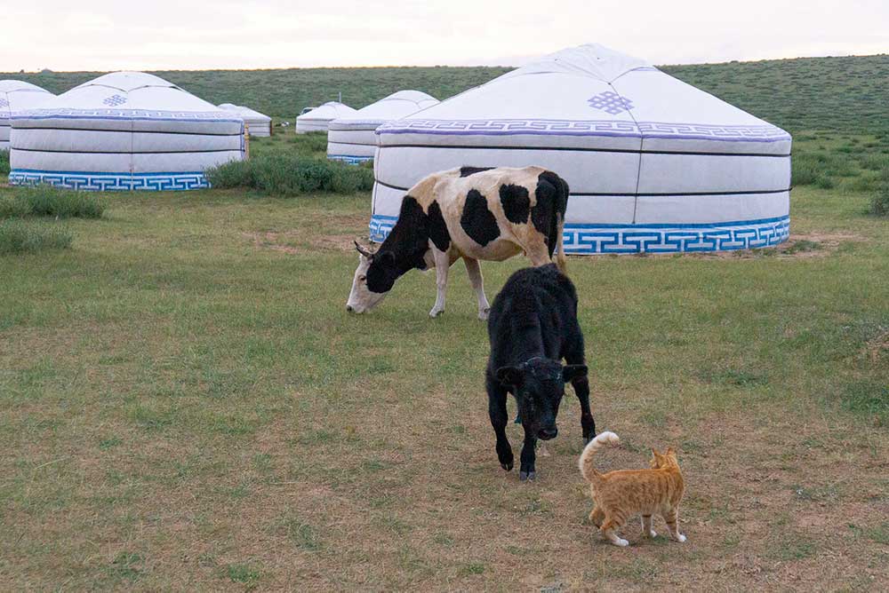 モンゴルは、都市部以外はすべてが放牧地。普通に馬、牛、山羊、羊が走っています。キャンプ地で子牛と子猫がにらみ合い中。 
